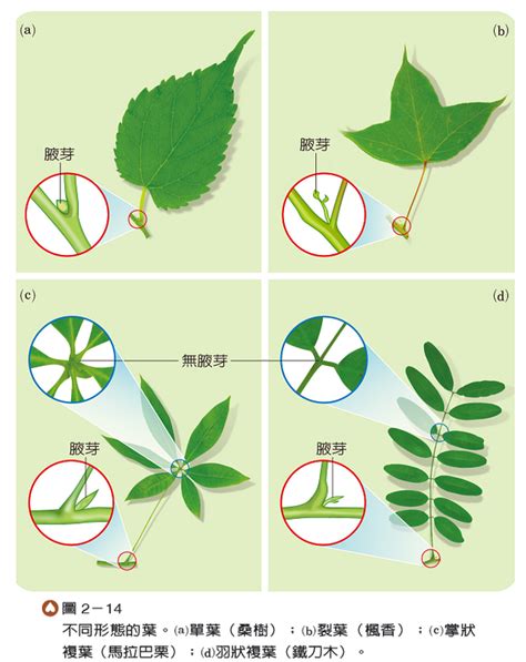 葉子生長在莖上的位置稱為什麼|葉序:葉在莖上排列的方式稱為葉序。植物體通過一定的葉序，使。